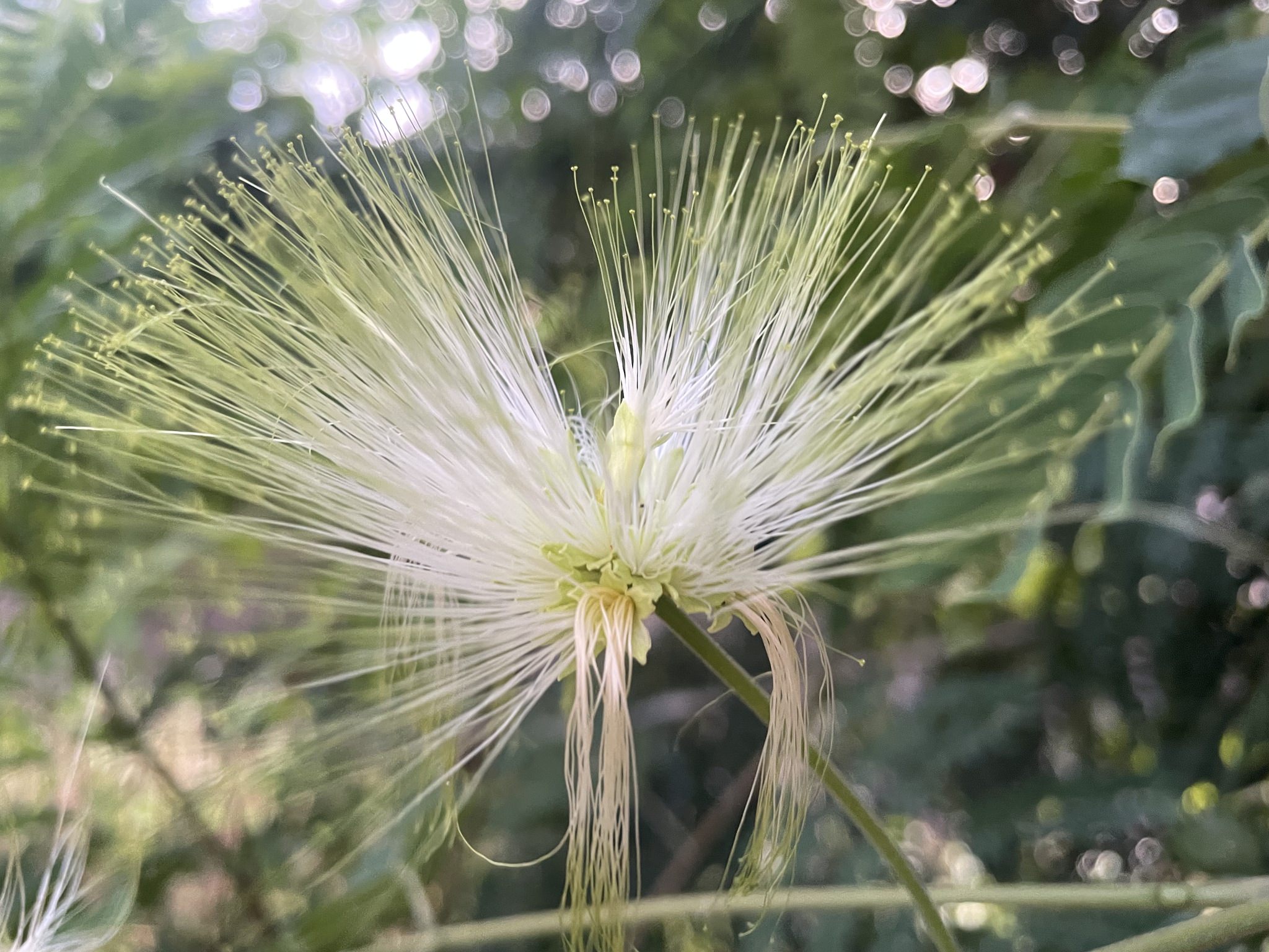 Zapoteca formosa 